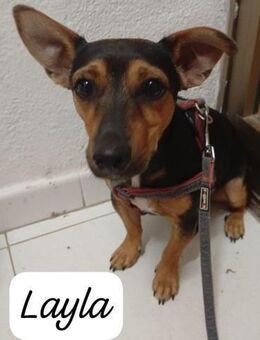 Leyla 💜💜💜 ruhig und verschmust - Bad Karlshafen