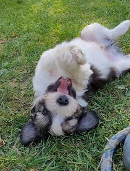 Zuckersüße Haverneser Mini Aussie Fellkinder - Gadebusch
