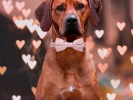 Ridgeback Welpen suchen liebevolles zu Hause - Lübeck Mitte