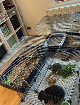 Zwerg Widder Kastrat und Zwerg Mix Häsin - Bad Pyrmont