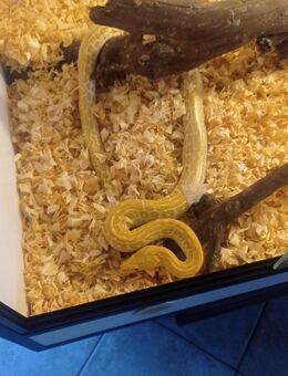Tigerpython Labyrinth - Kirchlinteln