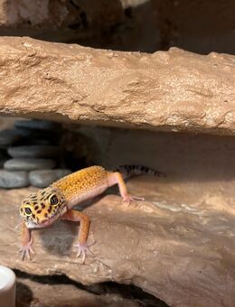 Vanessa - Lüdersdorf