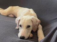 Simba sucht sein zu Hause - Krefeld