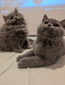 Zuckersüße BKH/BLH Kitten in liebevolle Hände abzugeben - Philippsburg