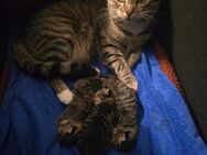 Katzen Kitten/ Babys - Neustadt (Weinstraße)