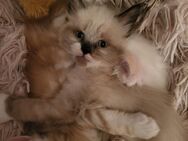 Main Coon Kitten suchen eine Familie - Altenburg