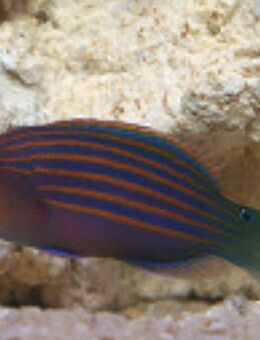 Lippfisch, Sechsstreifen-Lippfisch - Nesse-Apfelstädt
