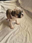 Wunderschöne Fropse in 34587