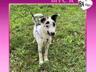 💖 MICA💖 - TRÄUMT VON EINEM ZUHAUSE - Alfeld (Leine)