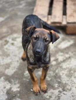 🐾 Liam sucht sein Für-Immer-Zuhause! 💛 - Ludwigshafen (Rhein)