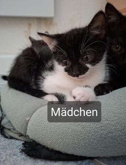 Babykatzen suchen neue Familie - Bad Gottleuba-Berggießhübel Bad Gottleuba