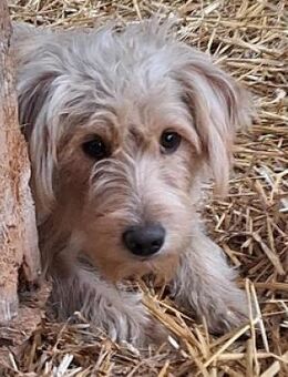 Dolly sucht ein Zuhause! - Mildstedt