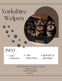 Yorkshire Terrier Welpen - Weißenfels Leißling