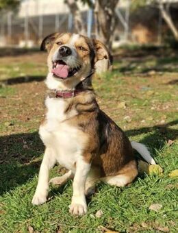 Babis PM - ein wahrer Sonnenschein - Mettmann