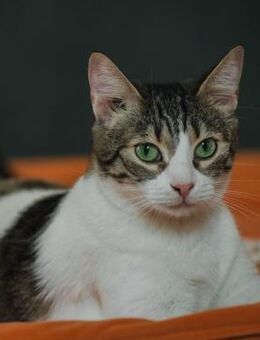 ❣️menschenbezogene Ranya❣️ - Eislingen (Fils)