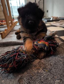 Deutsche Schäferhunde Langstockhaar - Gundelfingen (Donau)