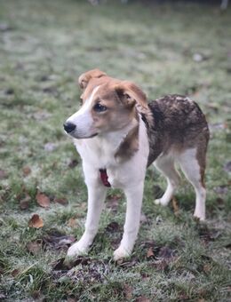 Merlin sucht seine Menschen . Collie Mix - Menden (Sauerland)