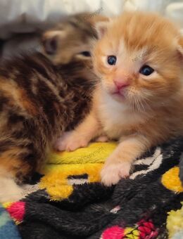 Maine Coon Kitten - Altötting
