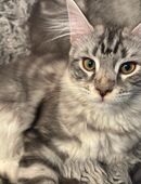 Maine Coon Kitten (Katzen) in 26810