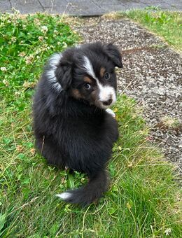 Australian Shepherd Welpen frei von erblichen Augenerkrankungen - Bad Oeynhausen Lohe