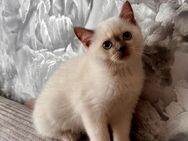 Abgabebereite BKH Kitten - Bad Vilbel