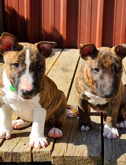 Miniature Bull Terrier Welpen mit Ahnentafel Abgabe bereit - Bad Schussenried