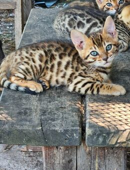 Bengal Katzen f6 - Leutersdorf (Sachsen)