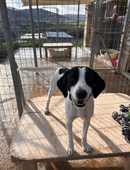 Bodhi - ausgesetzt kurz vor Weihnachten - Bergkirchen