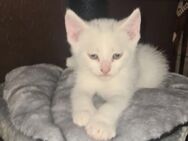 Katzenbabys Kitten Mixkitten