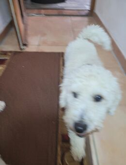 Welpen Bishon - Simbach (Inn) Zentrum