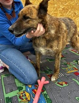 Angus - Notfall in Deutschland - Dreikirchen