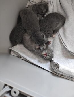 Bkh Kitten - Boizenburg (Elbe)