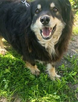 Karina sucht ein Zuhause - Egestorf