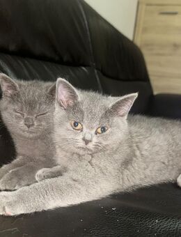 Zwei kleine Britisch Kurzhaar Katzen suchen ein liebevolles Zuhause ❤️ - Steinbach (Taunus)