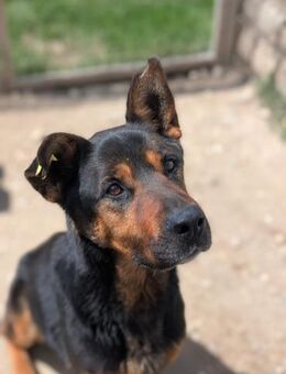 Mellow smarte Hündin mit Power - Kallmünz