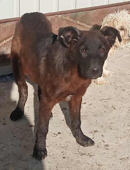 Maxi - neugierig und verspielt - Westerholt