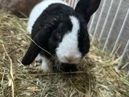 Kaninchen,zwergkaninchen/Zwergwidder mit rexfell - Baar-Ebenhausen