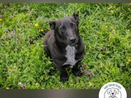 Isi: Hundekind sucht ein Zuhause - Kirchzell