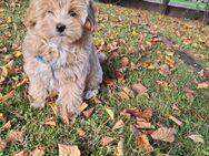 Maltipoo Welpen - Panten