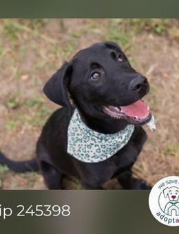 Chip 245398: Hundekind sucht ein Zuhause - Kirchzell