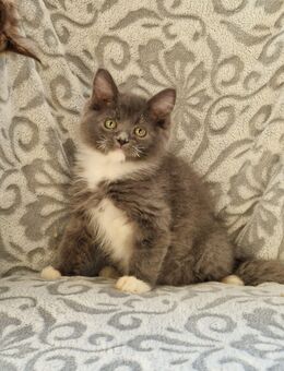 Wunderschöne Maine Coon Mix Kitten - Mainhardt