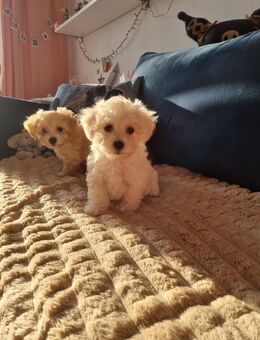 Maltipoo Babys - Weilerswist