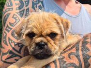Terrier Mops Mischlingswelpen - Geisenfeld