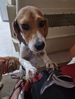 Marie - freut sich über ihr neues Zuhause - Frankfurt (Main) Niederrad