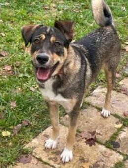 NIKA- sucht aktive Familie - Mainhardt