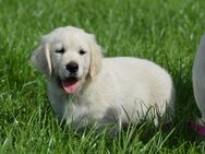 Golden Retriever Rüden - Beverstedt