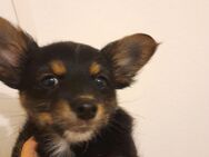 Lucky sucht sein Zuhause auf Lebenszeit - Heidesee