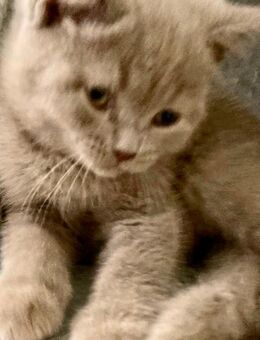 BkH Kitten/Junge Lilac reinrassig Vater Stammbaum - Bremen