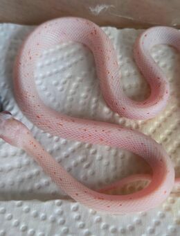 Hypo Palmetto - Schwelm