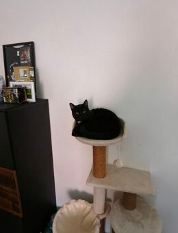 Dringend abzugeben - Brunsbüttel